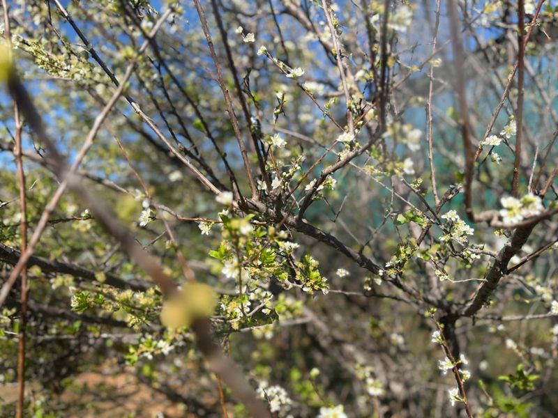 Farm For Sale in Van Wyksdorp, Ladismith - Photo 2