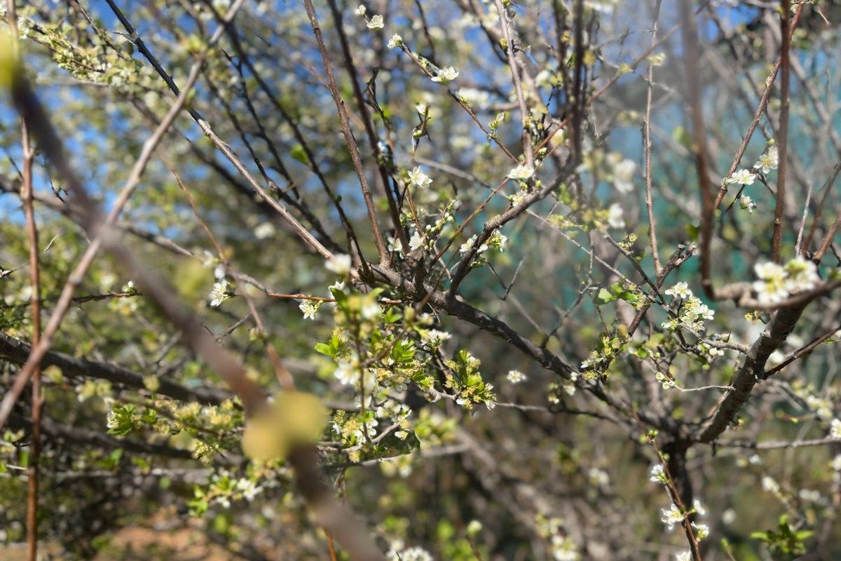 Farm For Sale in Van Wyksdorp, Ladismith - Photo 2