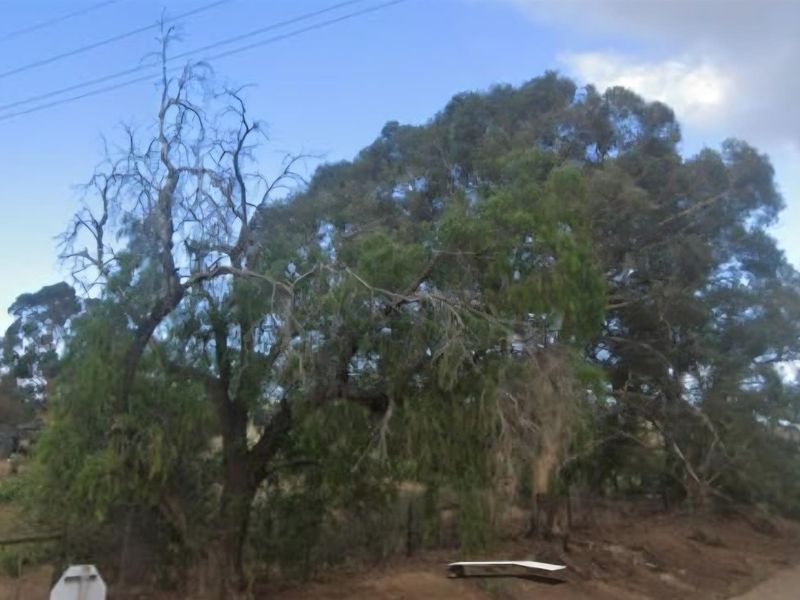 A view of the vacant residential land featuring mature trees and overhead power lines.