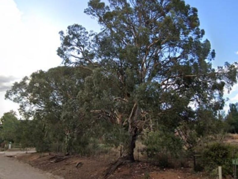 Street-level view of a vacant residential plot featuring mature trees and natural vegetation along the roadside boundary.