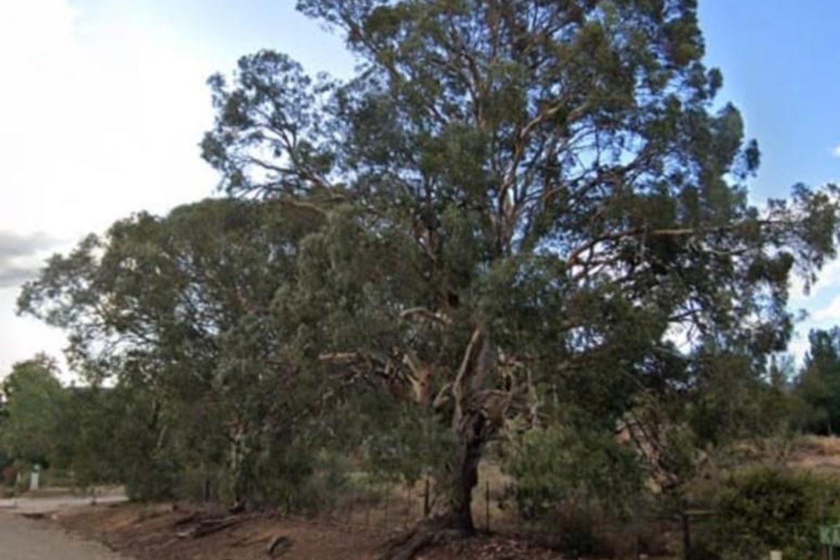 Street-level view of a vacant residential plot featuring mature trees and natural vegetation along the roadside boundary.