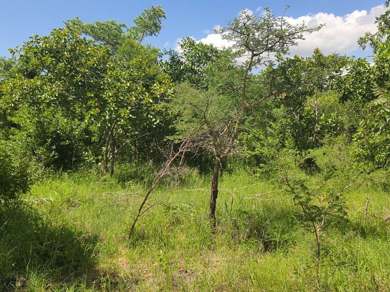 Vacant Land For Sale in Moditlo Nature Reserve, Hoedspruit - Photo 9