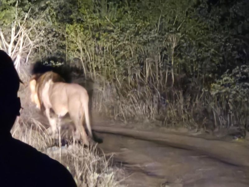 Vacant Land For Sale in Moditlo Nature Reserve, Hoedspruit - Photo 3