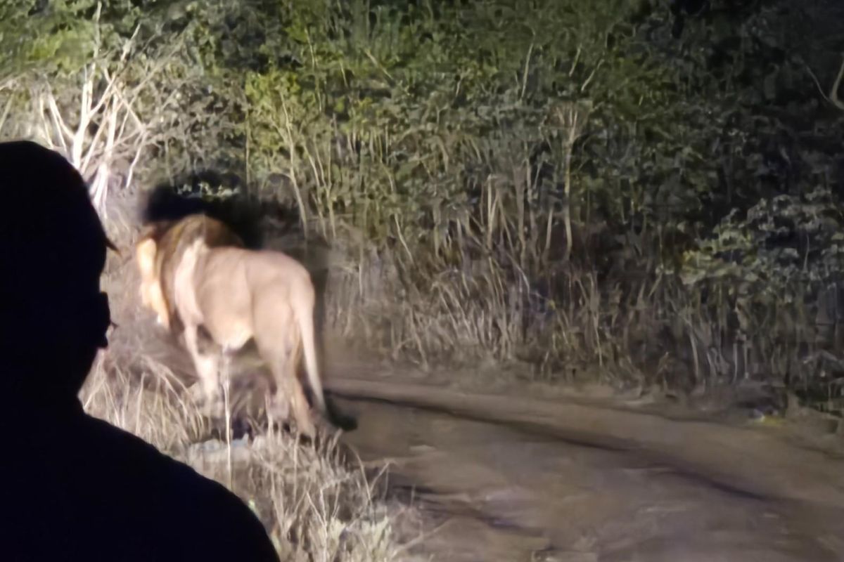 Vacant Land For Sale in Moditlo Nature Reserve, Hoedspruit - Photo 3