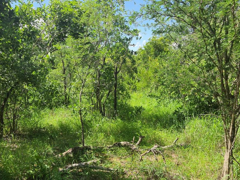 Vacant Land For Sale in Moditlo Nature Reserve, Hoedspruit - Photo 7