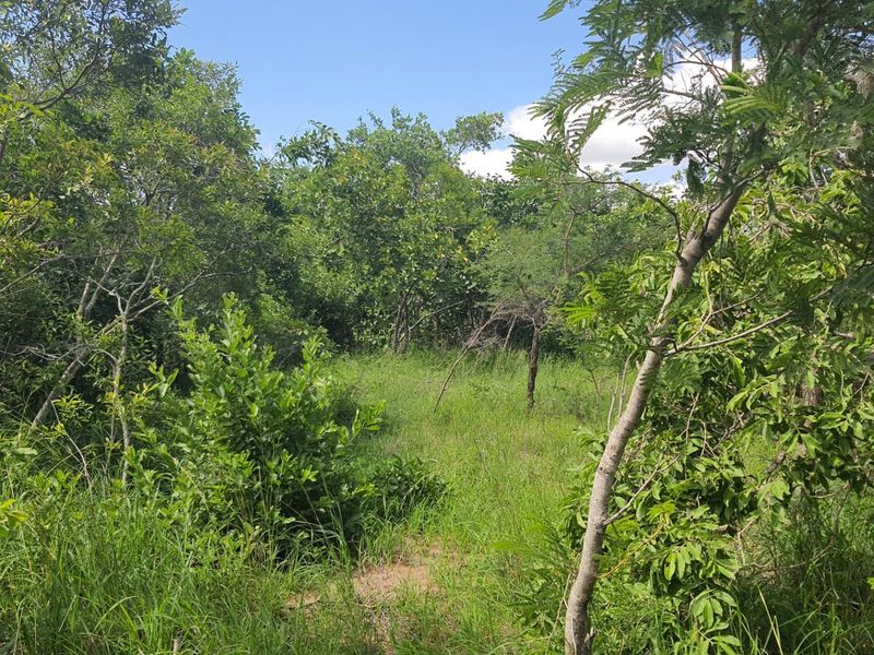 Vacant Land For Sale in Moditlo Nature Reserve, Hoedspruit - Photo 8