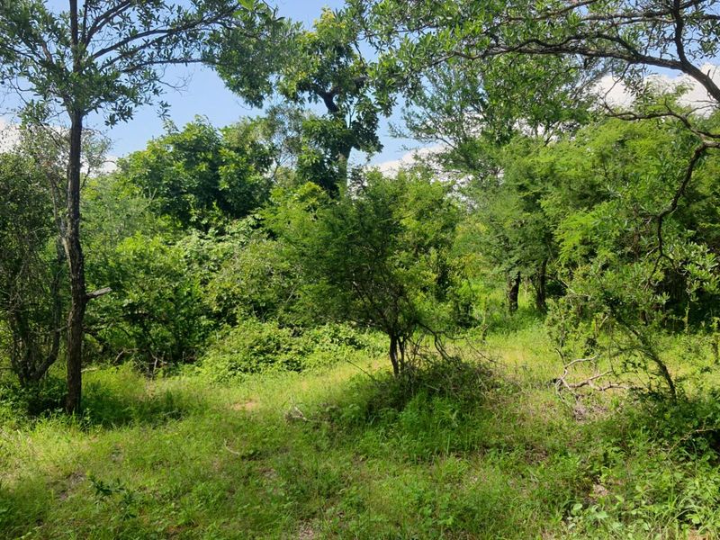 Vacant Land For Sale in Moditlo Nature Reserve, Hoedspruit - Photo 2