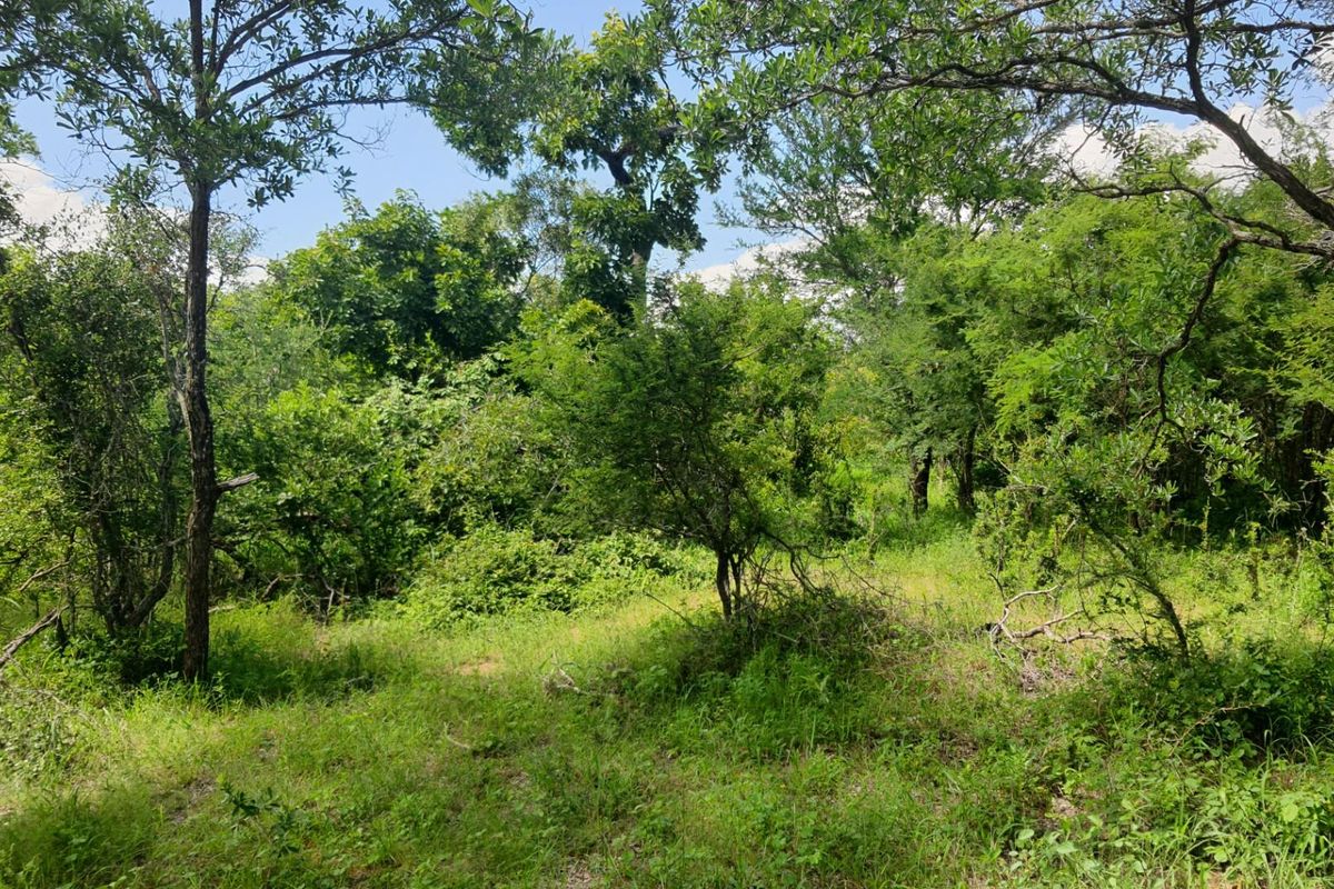 Vacant Land For Sale in Moditlo Nature Reserve, Hoedspruit - Photo 2