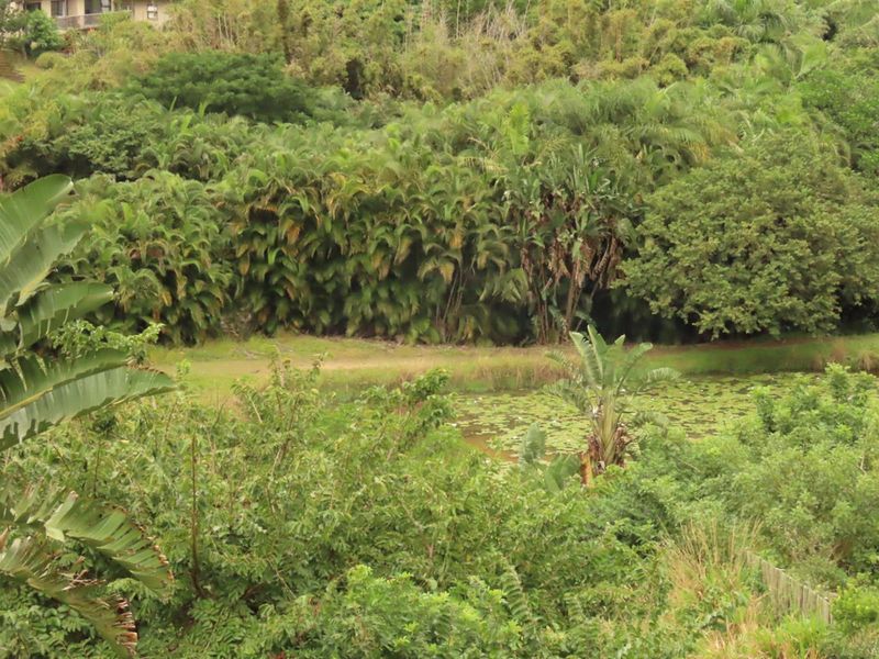 A view of a natural landscape featuring dense vegetation, trees, and a small pond with lily pads on the residential property.