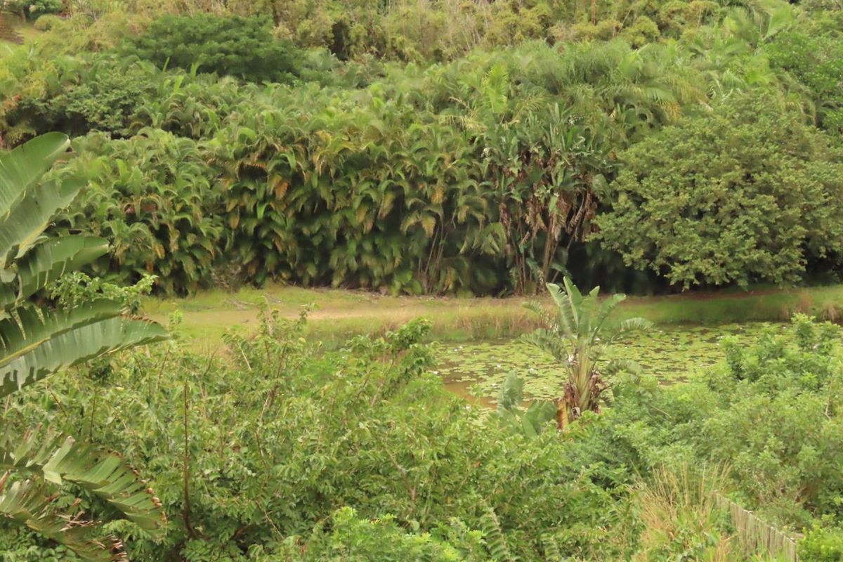 A view of a natural landscape featuring dense vegetation, trees, and a small pond with lily pads on the residential property.