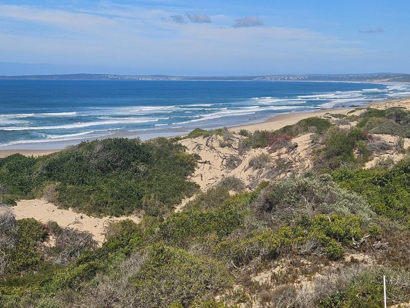 A scenic view of the coastline featuring natural sand dunes, native vegetation, and an expansive ocean beach.