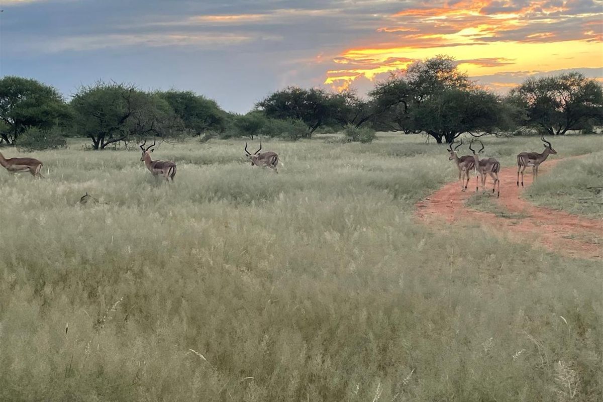 578 ha Water-Rich Bushveld Game Farm with Lodge Potential - Photo 5