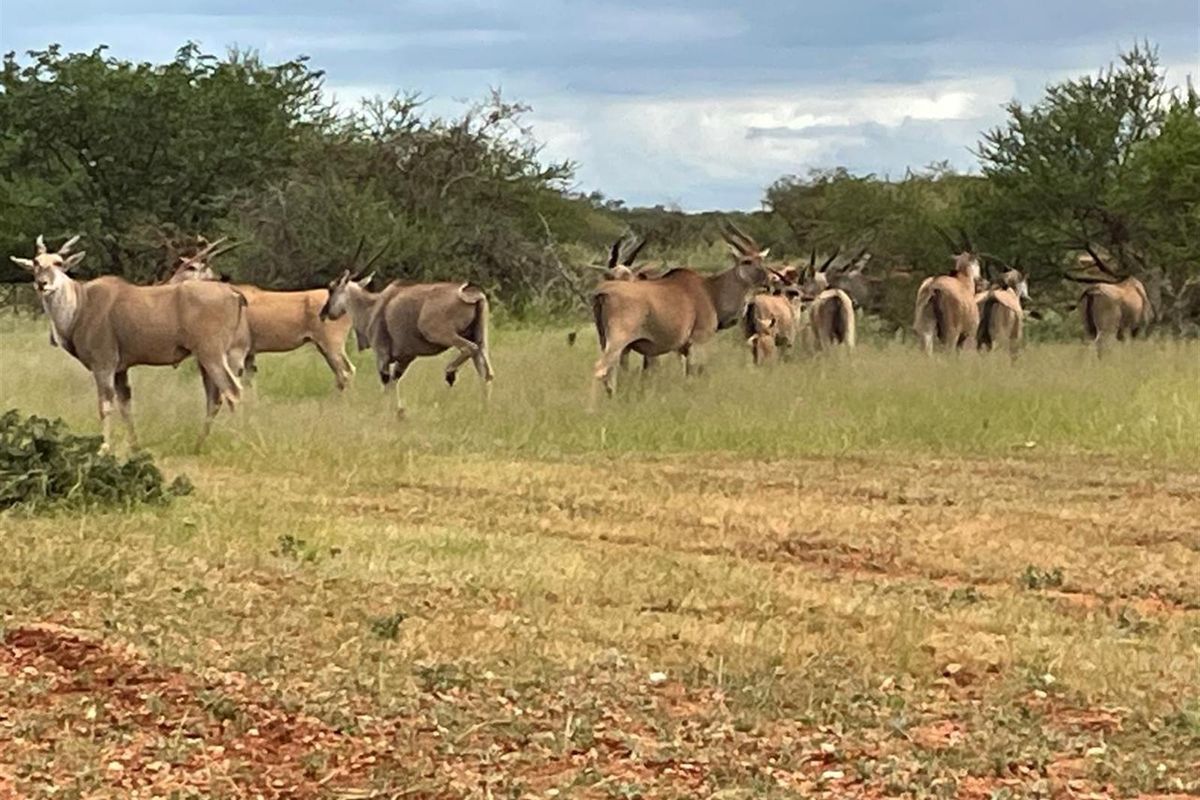 578 ha Water-Rich Bushveld Game Farm with Lodge Potential - Photo 4