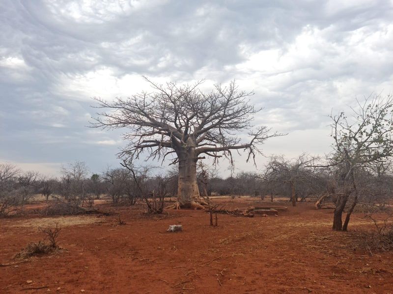 A wide view of the farm landscape featuring a large, mature baobab tree set within the natural, arid terrain.