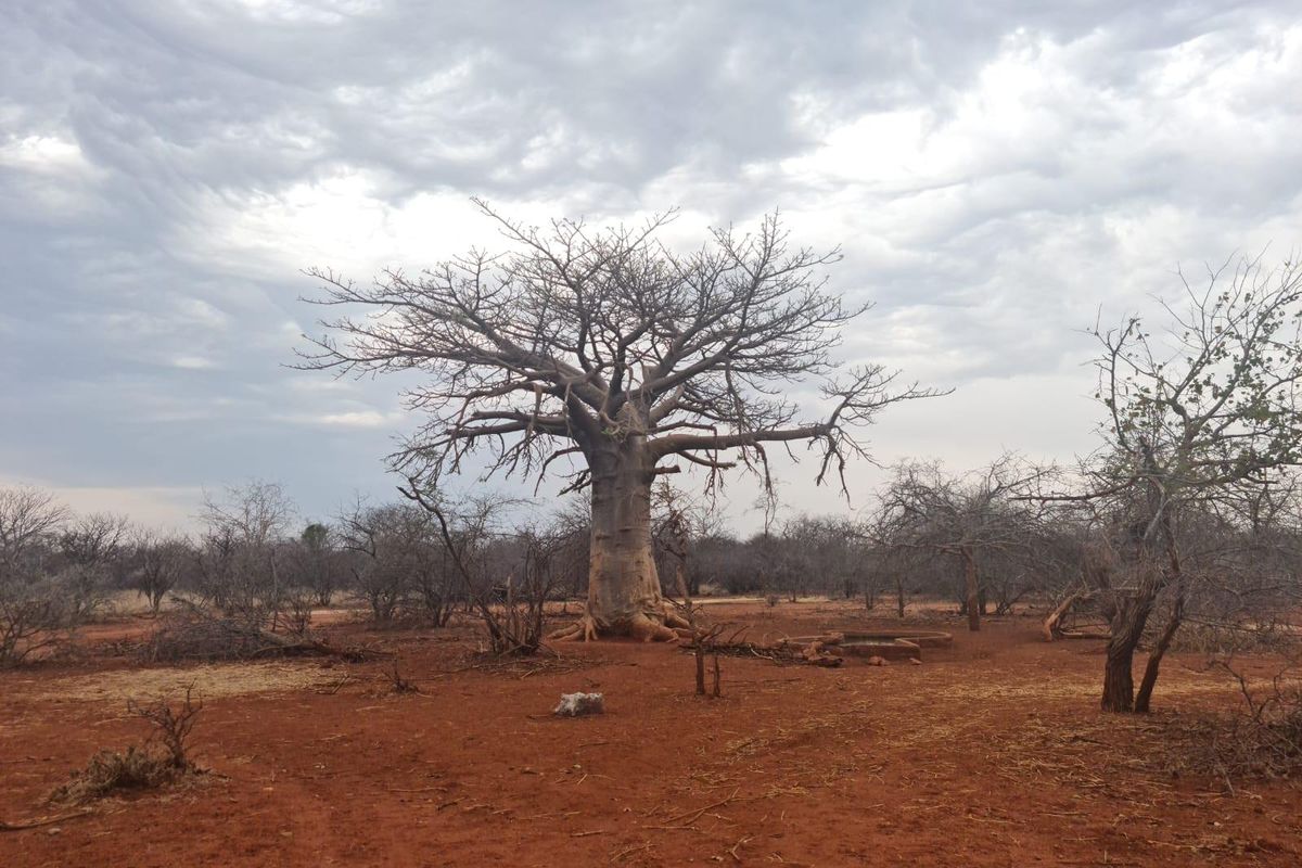 A wide view of the farm landscape featuring a large, mature baobab tree set within the natural, arid terrain.