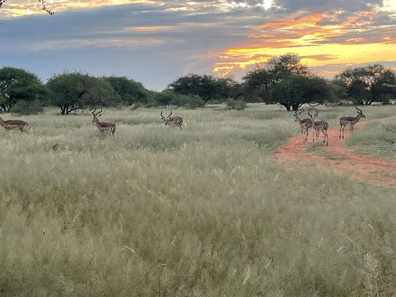 A scenic view of the farm landscape featuring natural bushveld, open grasslands, and local wildlife at sunset.