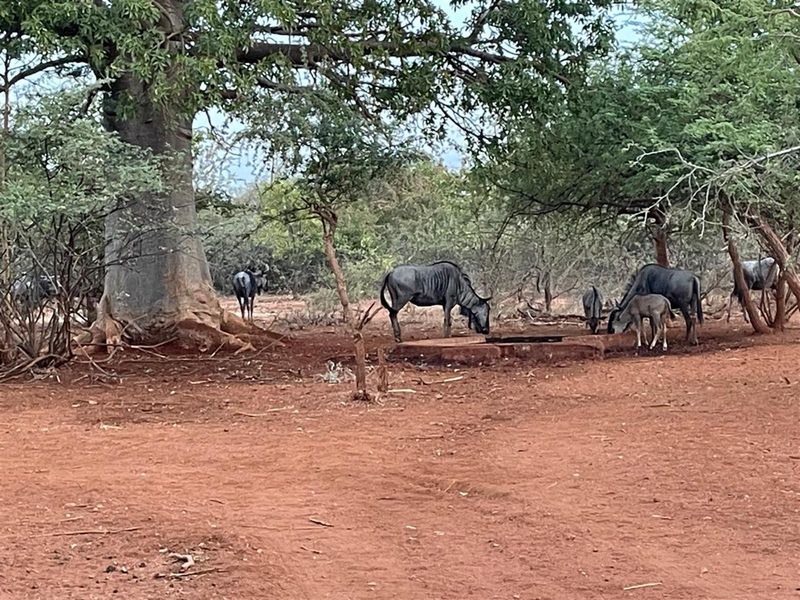A natural farm landscape featuring a large baobab tree and a fixed concrete water trough for wildlife.