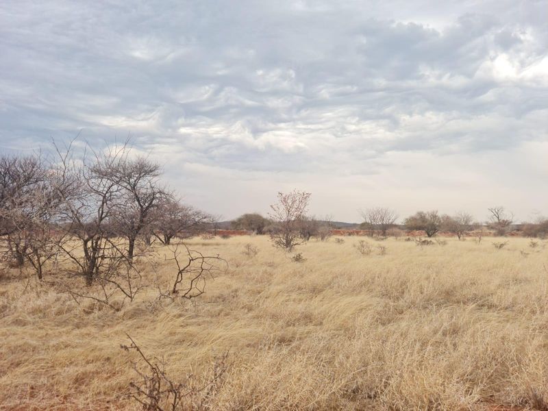 Expansive open veld landscape featuring dry grassland and scattered indigenous trees under a cloudy sky, typical of rural farm terrain.