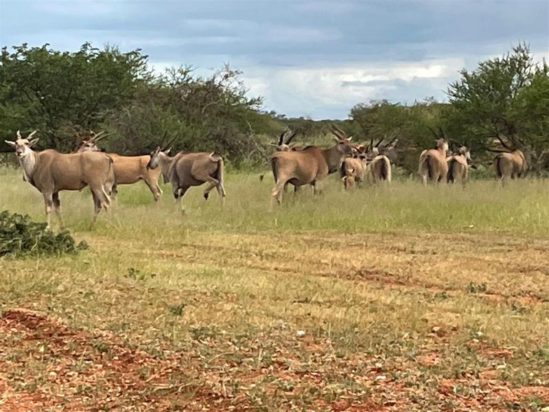 Expansive farm landscape featuring natural grazing land and indigenous vegetation, suitable for livestock or wildlife management.