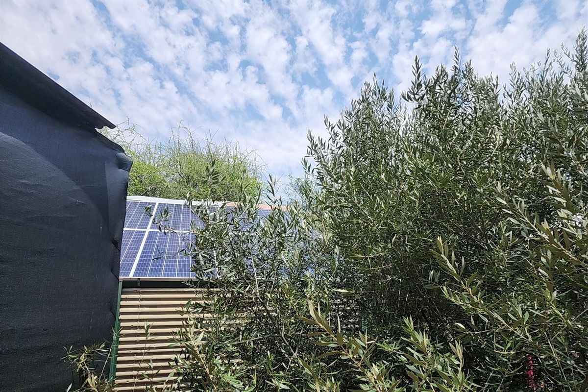 Exterior view of a farm structure featuring roof-mounted solar panels, partially obscured by mature olive trees and shade netting.