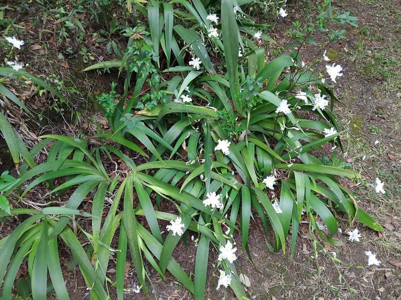 A close-up view of a garden bed featuring established Iris japonica plants with white flowers growing in a natural, shaded outdoor setting.