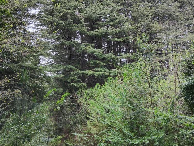 A view of dense, mature evergreen trees and natural vegetation on the property grounds.