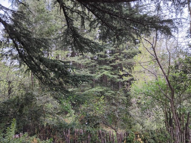 A view of dense, mature trees and natural foliage, providing a private and tranquil outlook from the property.