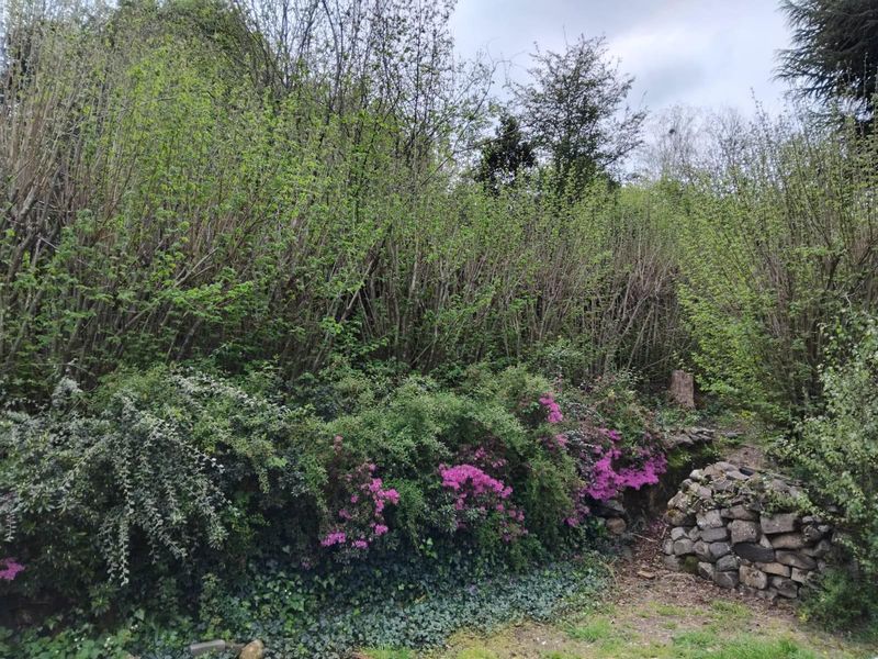 A natural garden area featuring established shrubs, flowering bushes, and a rustic stone retaining wall element.