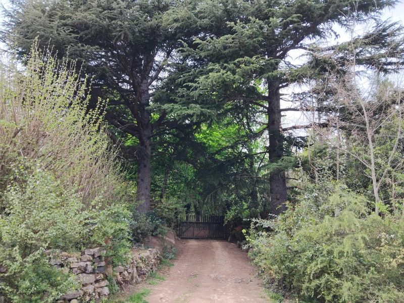 A private, tree-lined dirt driveway leading to a wooden gate, surrounded by mature trees and natural stone retaining walls.