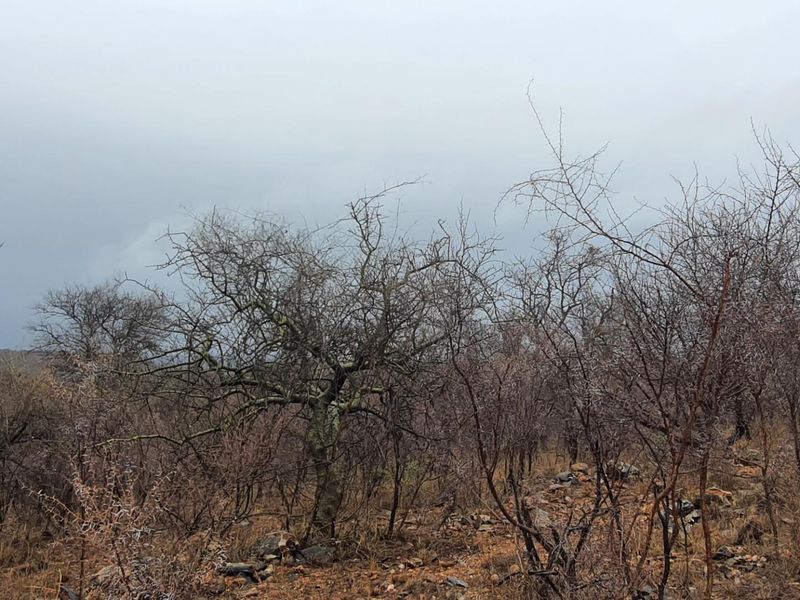 A well positioned affordable plot in Elephant Rock Eco Estate, Hoedspruit - Photo 6