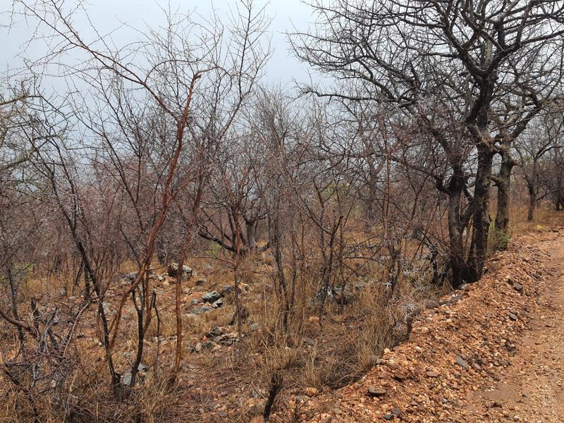 A well positioned affordable plot in Elephant Rock Eco Estate, Hoedspruit - Photo 4