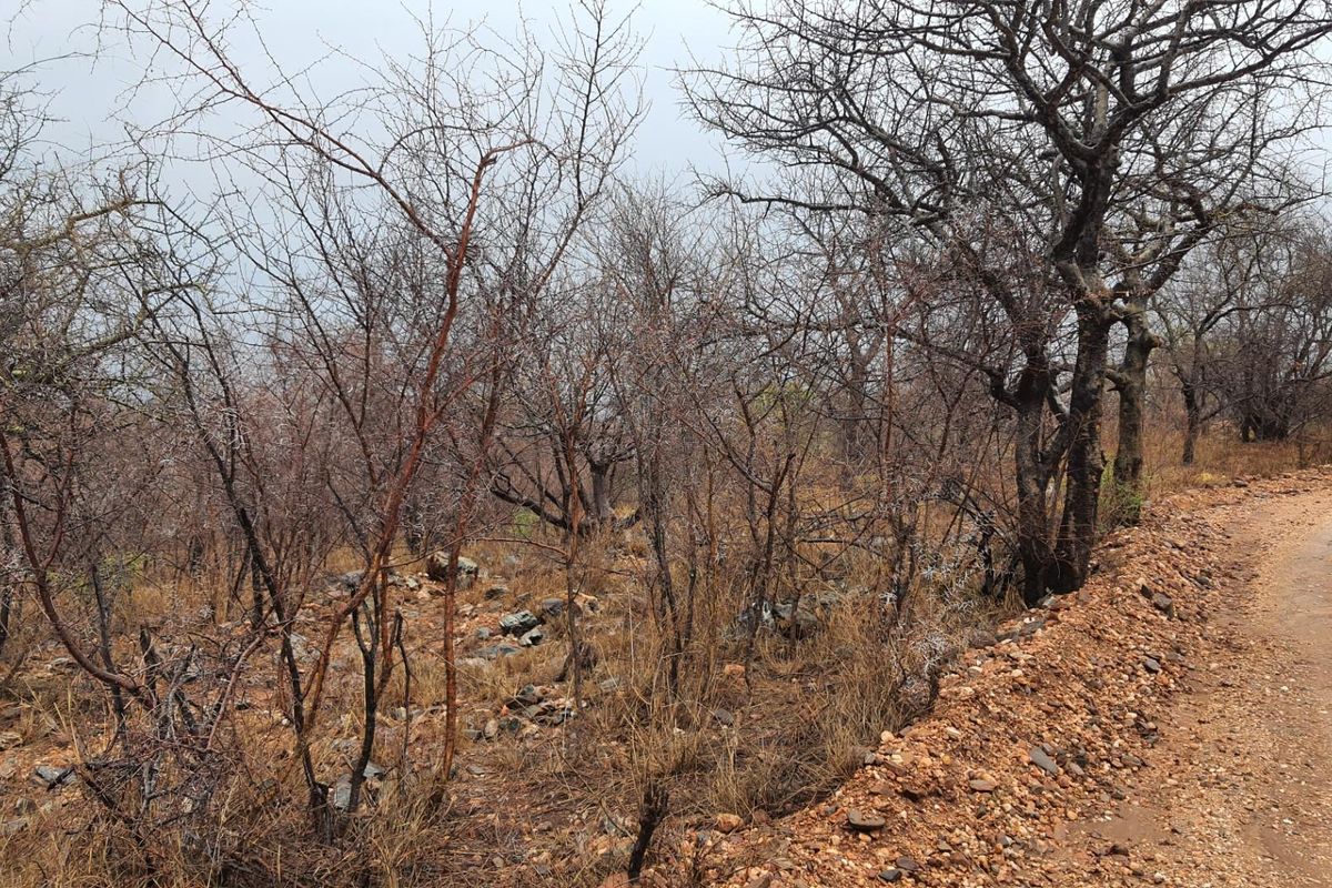 A well positioned affordable plot in Elephant Rock Eco Estate, Hoedspruit - Photo 4