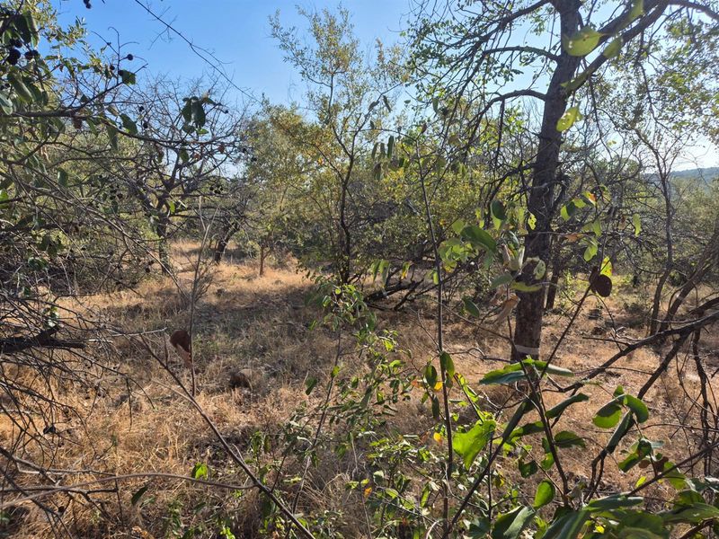 A well positioned affordable plot in Elephant Rock Eco Estate, Hoedspruit - Photo 2