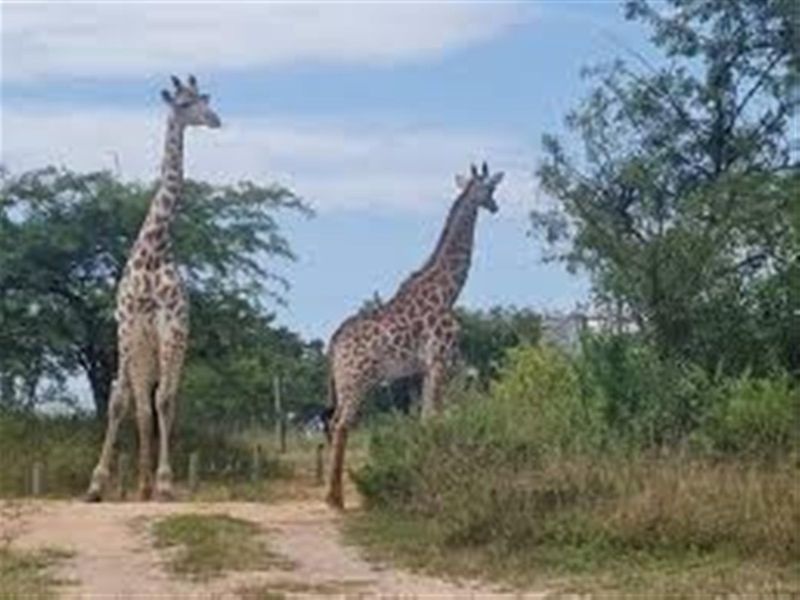 Vacant Land For Sale in Wild Fig Country Estate, White River - Photo 2