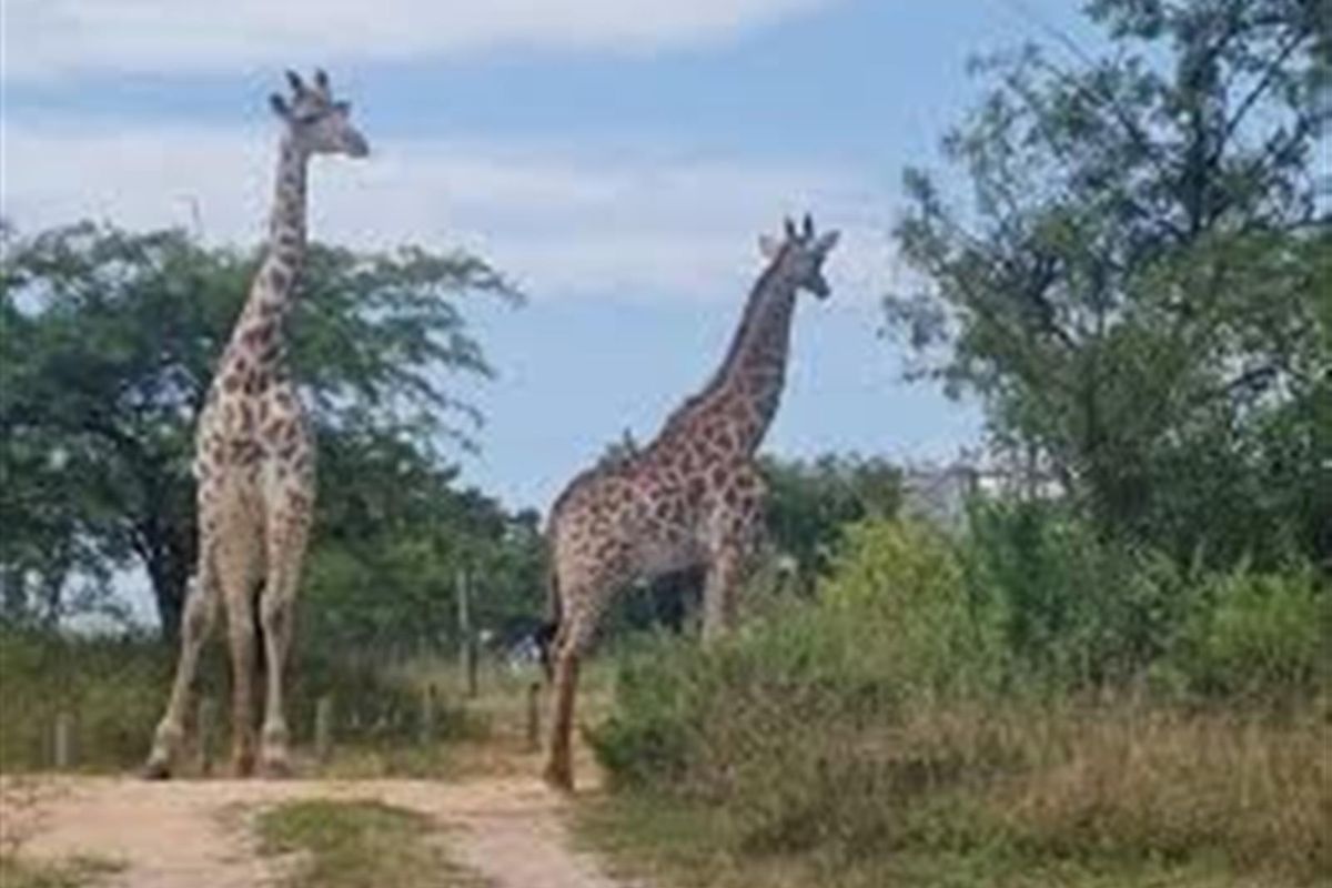 Vacant Land For Sale in Wild Fig Country Estate, White River - Photo 2