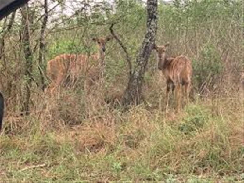 A view of the natural landscape on the vacant residential property, featuring indigenous vegetation and local wildlife.