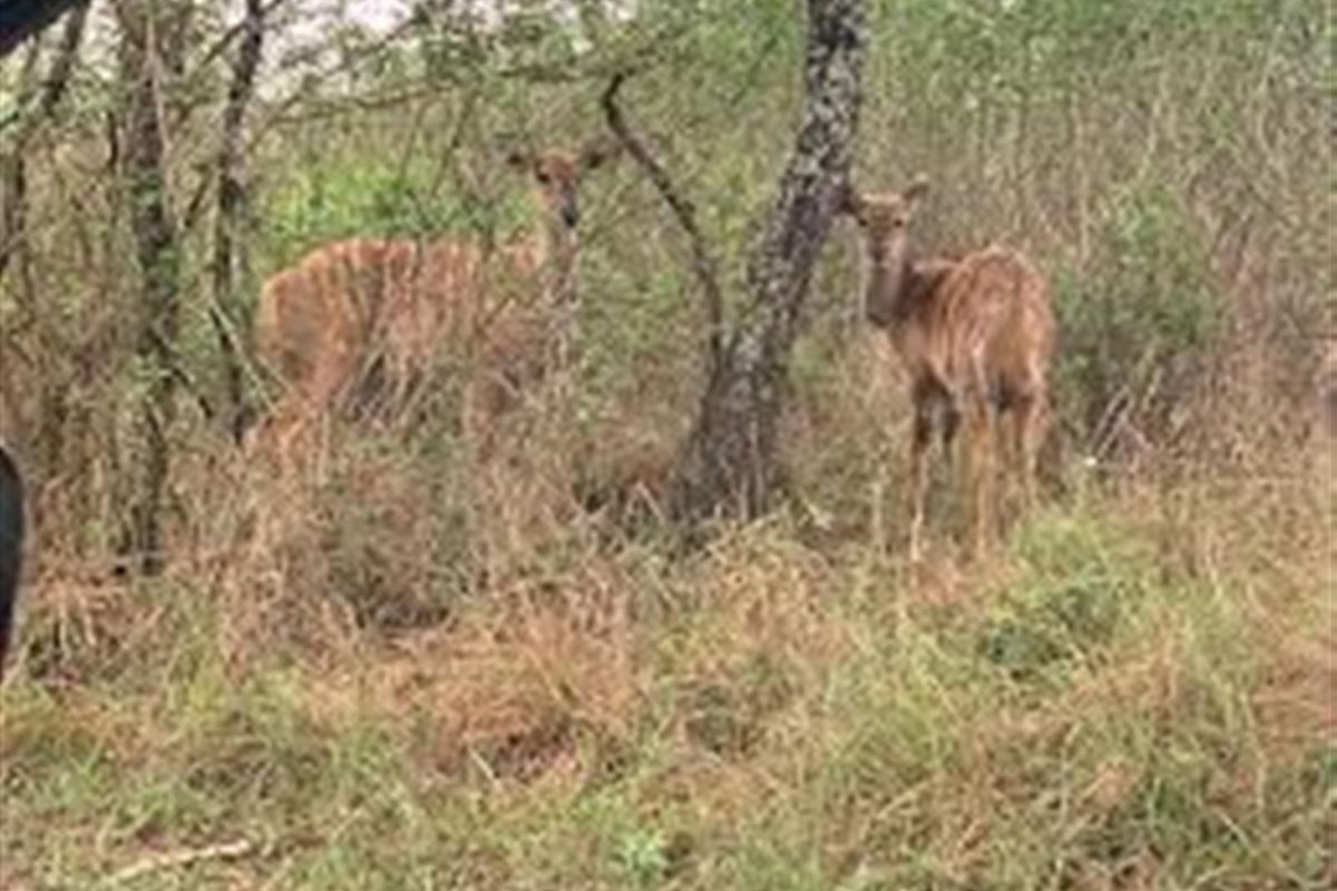 A view of the natural landscape on the vacant residential property, featuring indigenous vegetation and local wildlife.