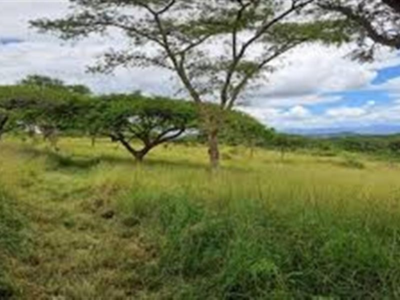 A view of the vacant residential land featuring natural grass cover and mature indigenous trees.