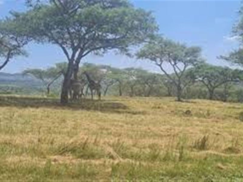 A view of the vacant residential land featuring natural vegetation and mature trees, showcasing the property's open landscape and natural surroundings.