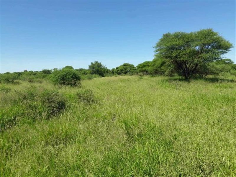A view of the vacant residential land featuring natural grass cover and established indigenous trees under a clear blue sky.