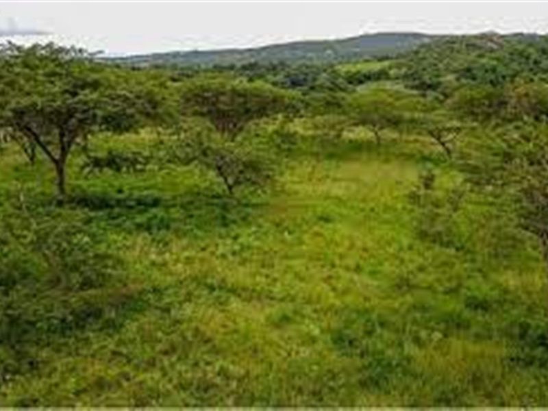 A view of the vacant residential land featuring natural vegetation, mature trees, and rolling landscape in the background.