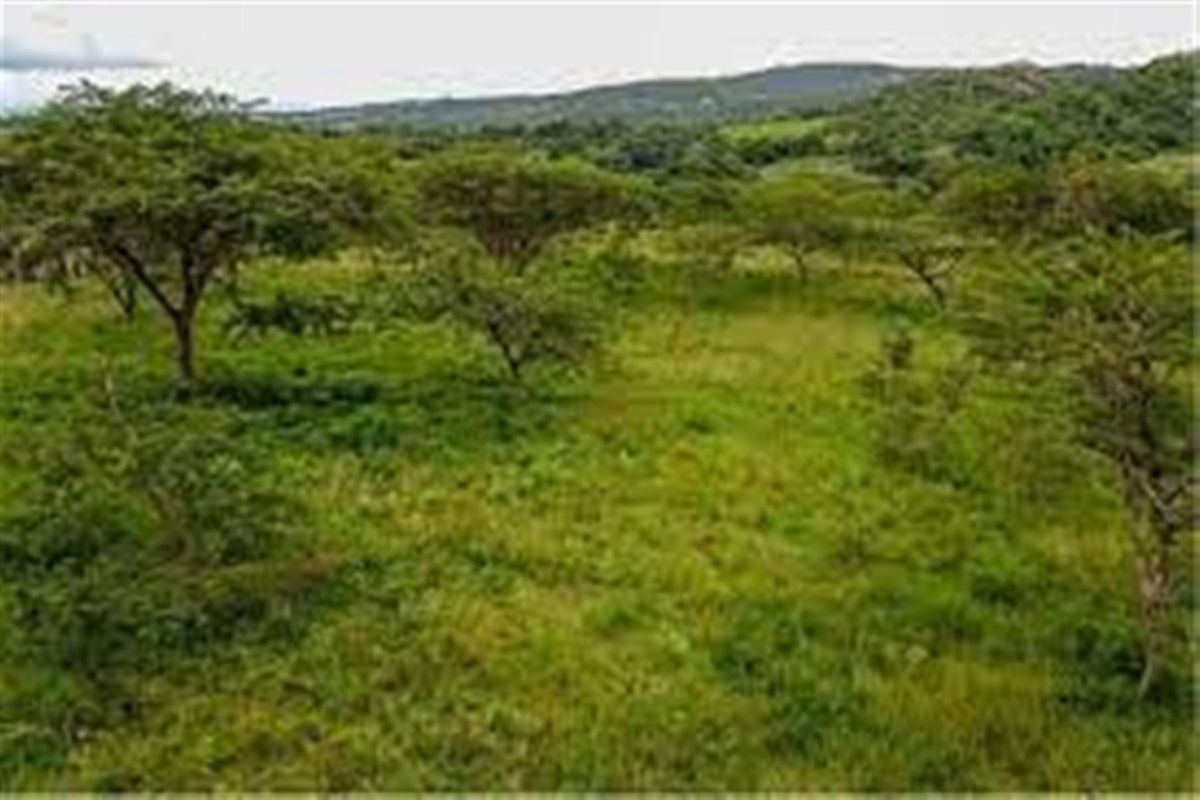A view of the vacant residential land featuring natural vegetation, mature trees, and rolling landscape in the background.