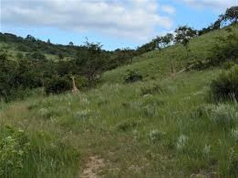A view of the natural, undeveloped landscape featuring rolling grassy hills and native vegetation on this vacant residential land.