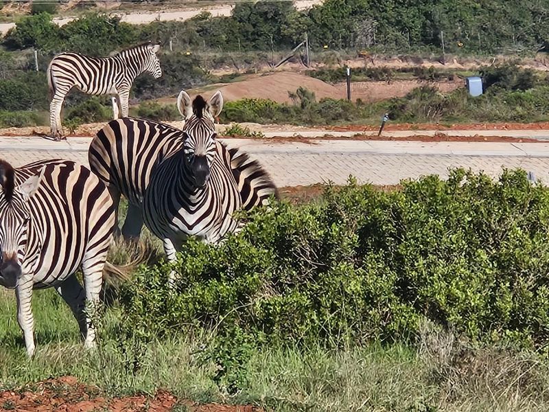 House with NO TRANSFER DUTY For Sale in Outeniquasbosch, Hartenbos - Photo 9