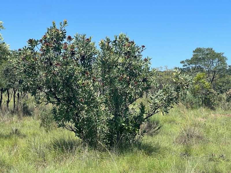 Farm For Sale in Cullinan - Photo 4