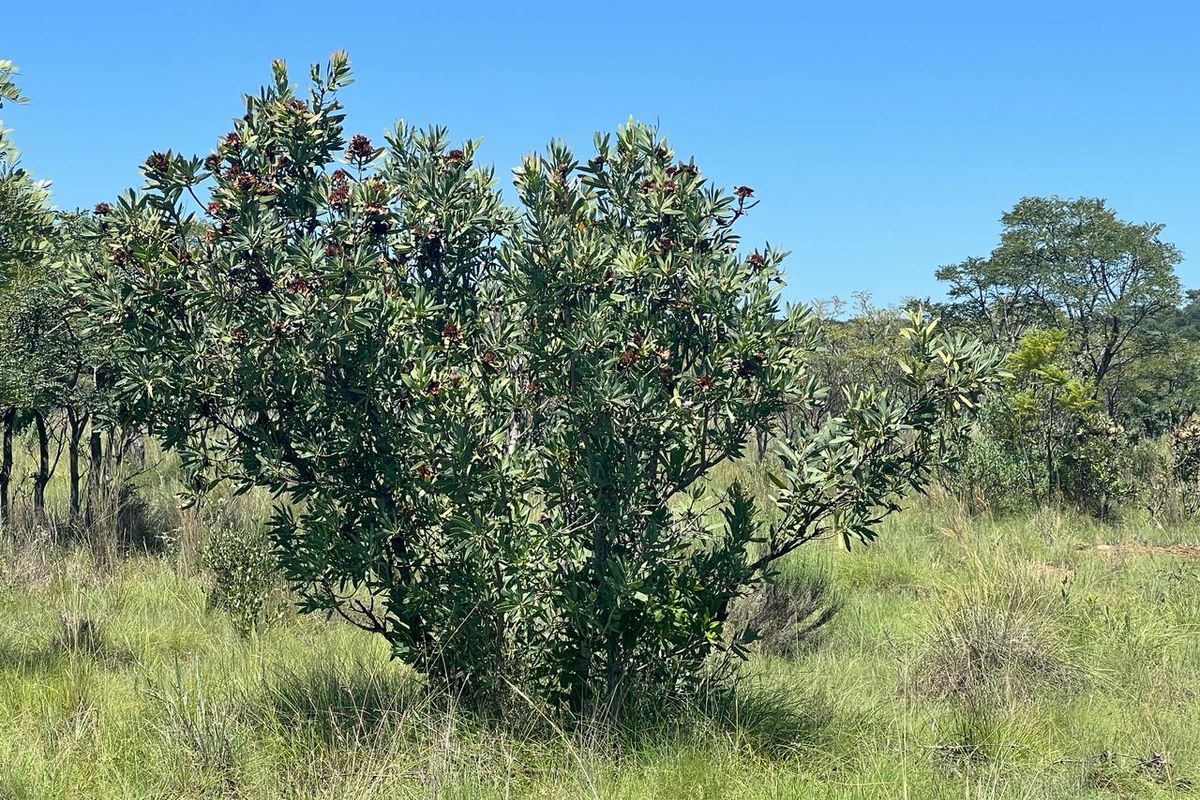 Farm For Sale in Cullinan - Photo 4