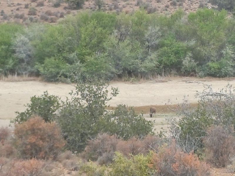 A scenic view of the natural farm landscape featuring indigenous vegetation and open terrain.