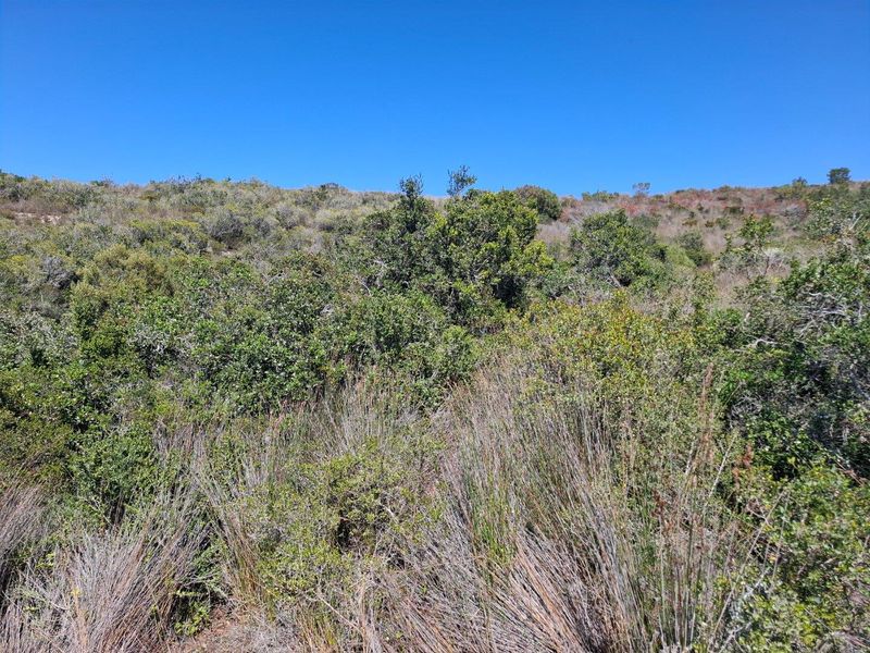 Farm For Sale in Albertinia - Photo 8