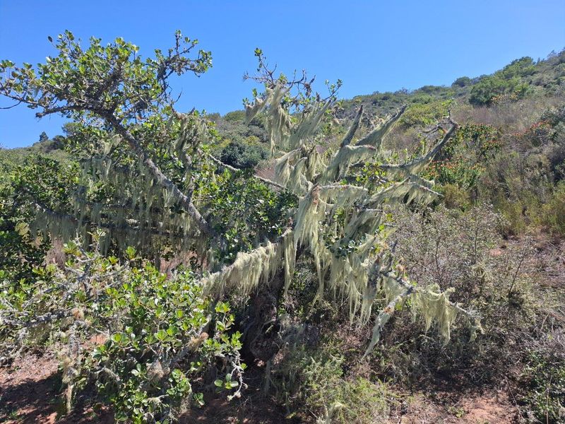 Farm For Sale in Albertinia - Photo 7