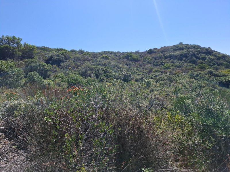 Farm For Sale in Albertinia - Photo 6